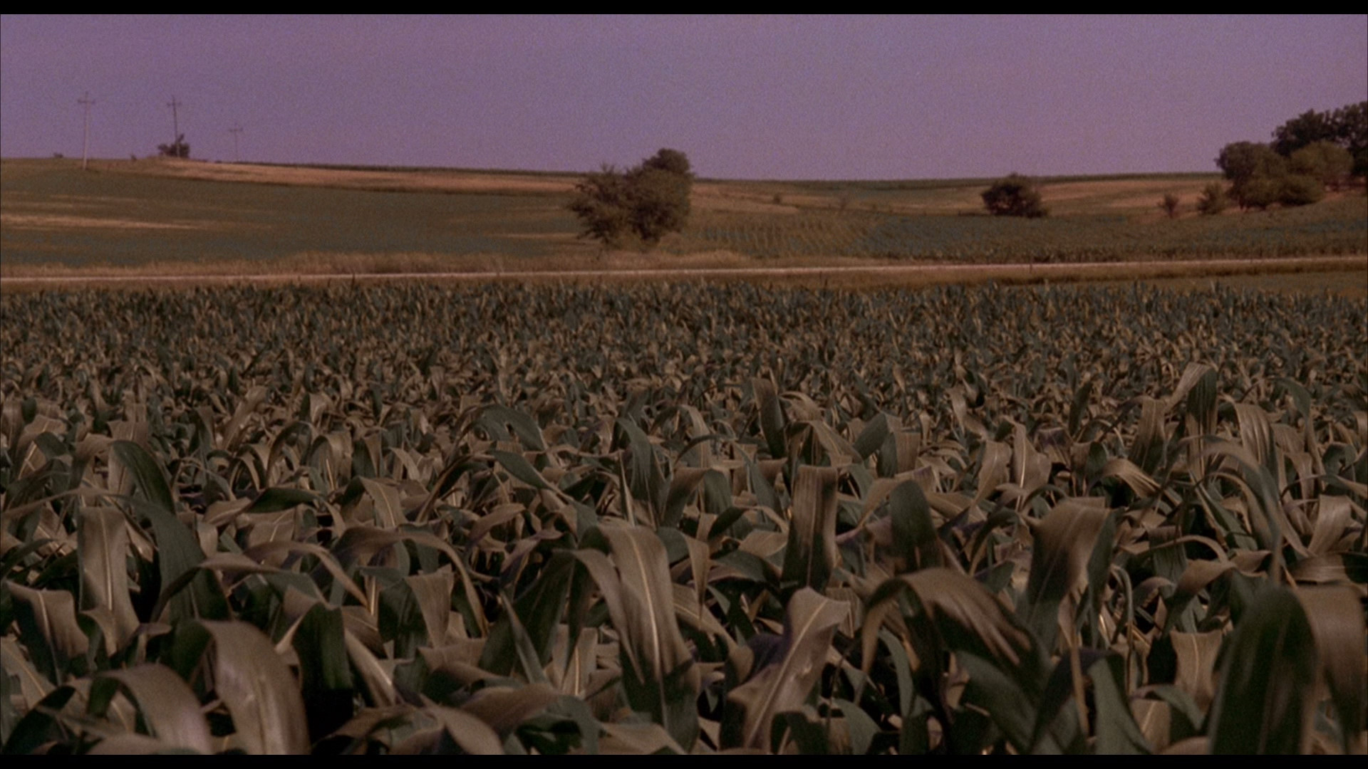 large field of dreams blu-ray1.jpg